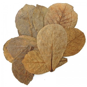 Листья индийского миндаля, 25гр.