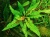 Криптокорина вендта Грин Гекко (меристемное растение), ф60х40 мм