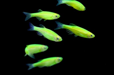 Данио рерио (GloFish) Зеленый светящийся